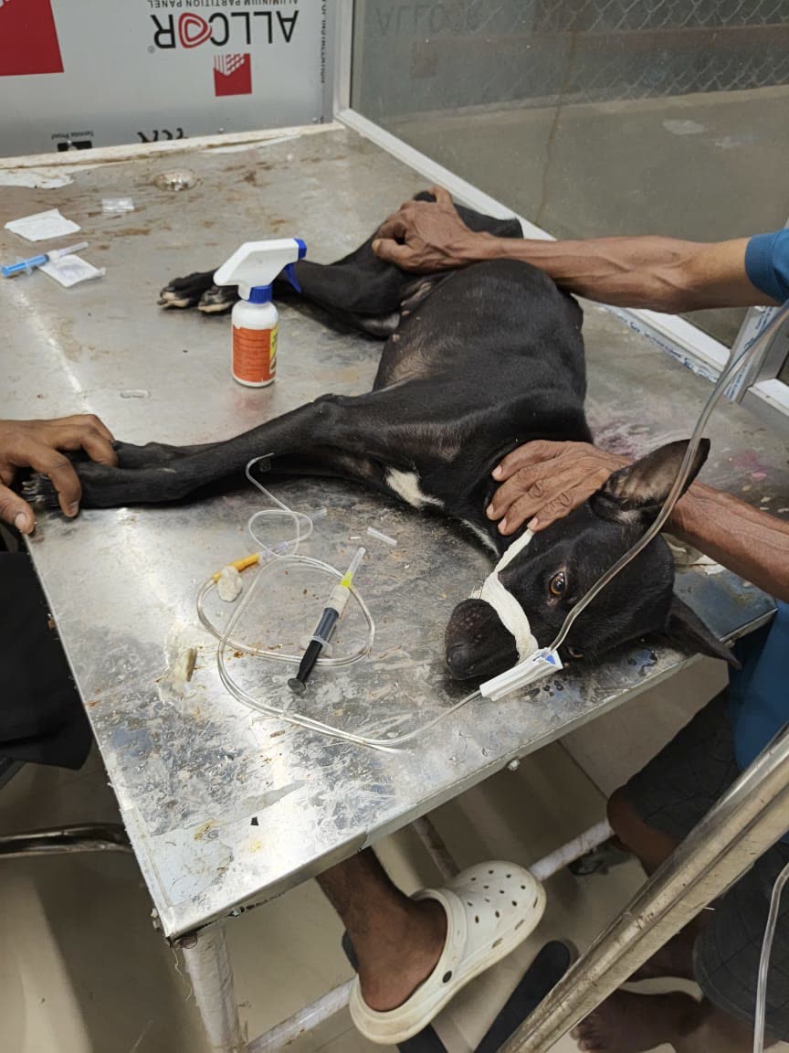 A dog receiving treatment on a clinic table