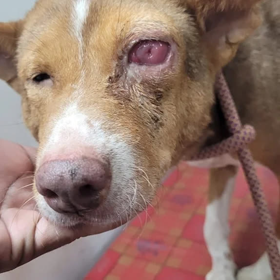 A rescued dog with an injured eye, held gently by a team member