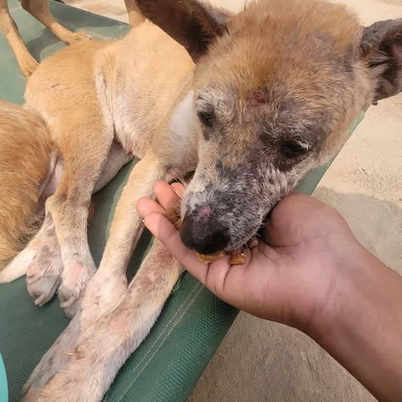 A dog recovering from skin disease eats from a volunteer's hand