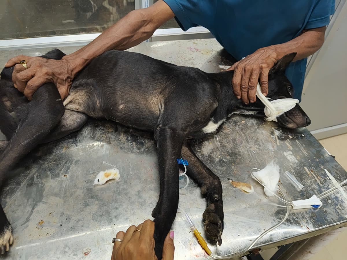 Team members caring for a dog on a treatment table