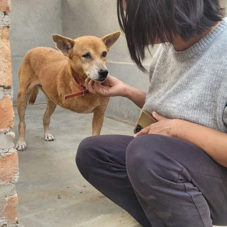 A SEVA volunteer gently holds the chin of a dog in a red collar
